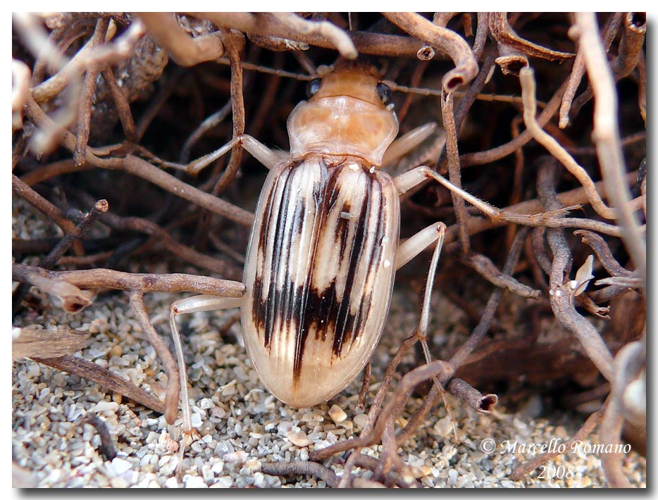 Un incontro insperato : Eurynebria complanata (Carabidae)